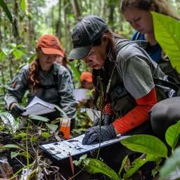Bachelor of Science in Forestry